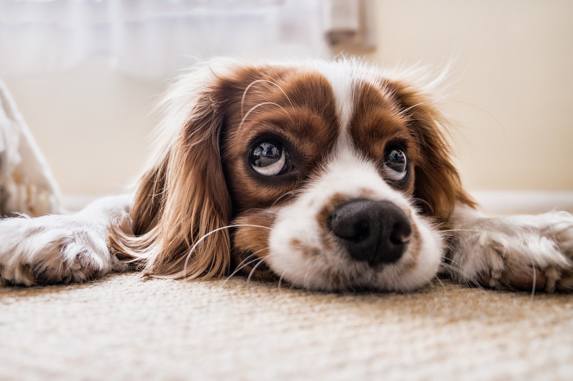 Cute dog laying down and looking up